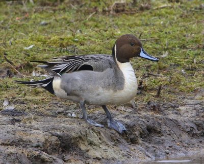 Pijlstaart - Northern Pintail