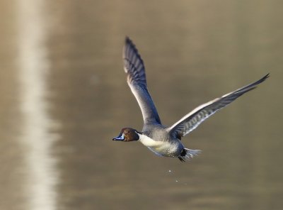 Pijlstaart - Northern Pintail