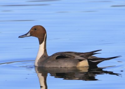 Pijlstaart - Northern Pintail