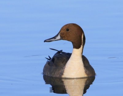 Pijlstaart - Northern Pintail