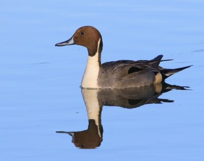 Pijlstaart - Northern Pintail