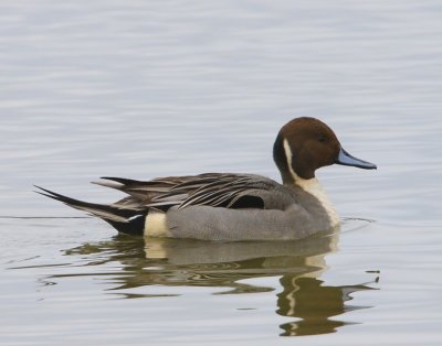 Pijlstaart - Northern Pintail