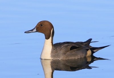 Pijlstaart - Northern Pintail
