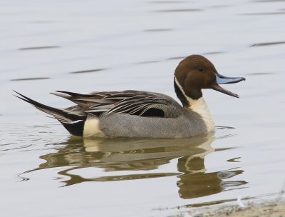 Pijlstaart - Northern Pintail