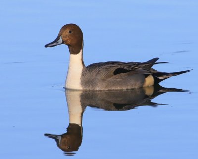 Pijlstaart - Northern Pintail