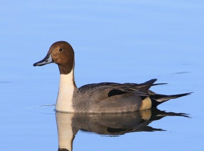 Pijlstaart - Northern Pintail