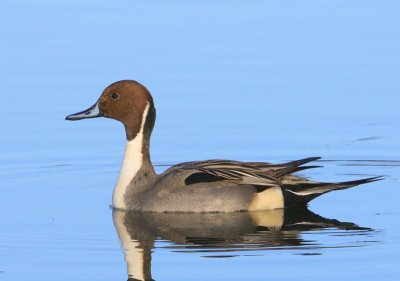 Pijlstaart - Northern Pintail