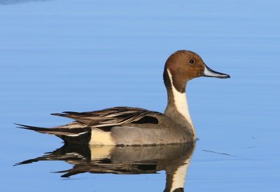 Pijlstaart - Northern Pintail
