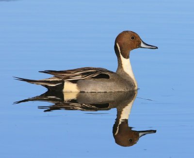 Pijlstaart - Northern Pintail