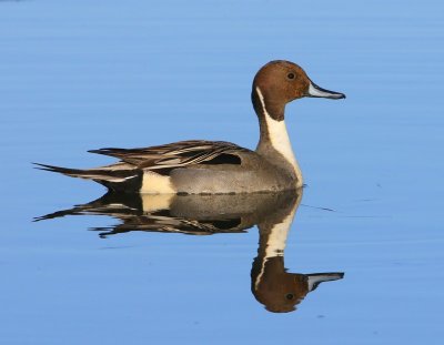 Pijlstaart - Northern Pintail