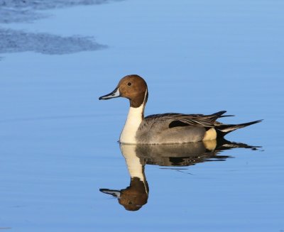Pijlstaart - Northern Pintail