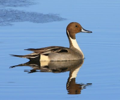 Pijlstaart - Northern Pintail