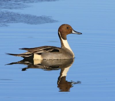Pijlstaart - Northern Pintail