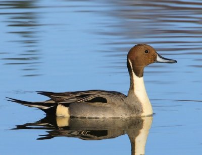Pijlstaart - Northern Pintail