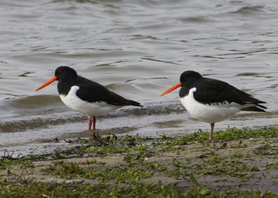 Scholeksters - Eurasian Oystercatchers