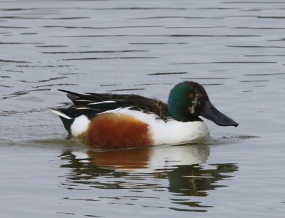 Slobeend - Northern Shoveler