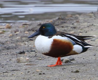 Slobeend - Northern Shoveler