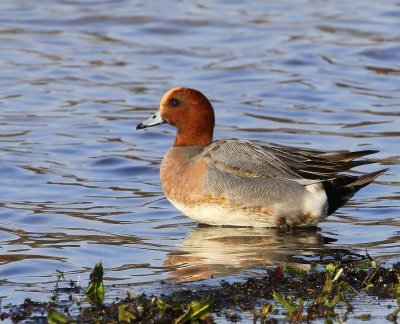 Smient - Eurasian Wigeon