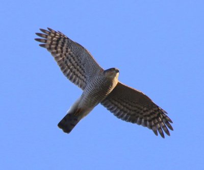Sperwer - Eurasian Sparrowhawk