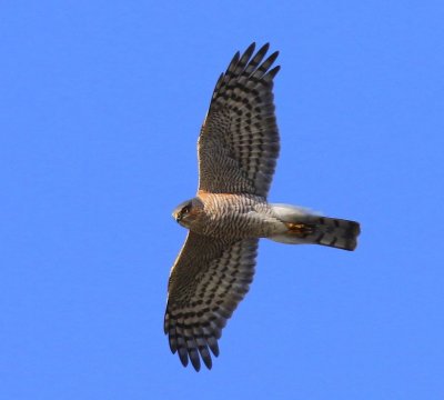 Sperwer - Eurasian Sparrowhawk
