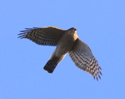 Sperwer - Eurasian Sparrowhawk