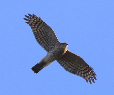 Sperwer - Eurasian Sparrowhawk