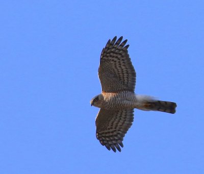 Sperwer - Eurasian Sparrowhawk