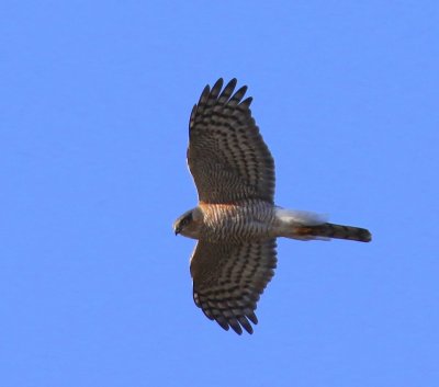 Sperwer - Eurasian Sparrowhawk
