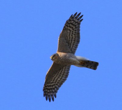 Sperwer - Eurasian Sparrowhawk