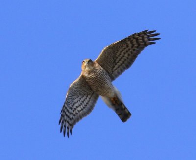 Sperwer - Eurasian Sparrowhawk