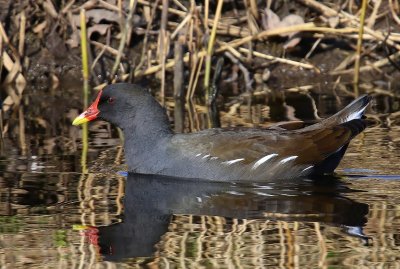 Waterhoen - Common Moorhen