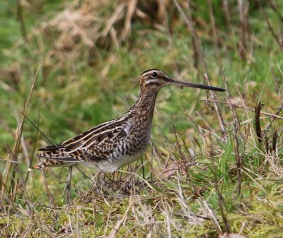Watersnip - Common Snipe
