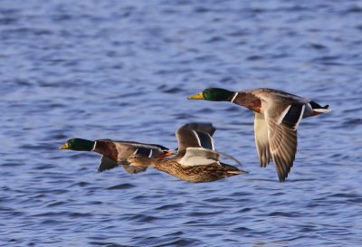 Wilde Eenden - Mallards