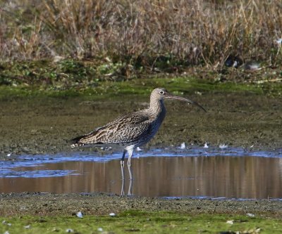 Wulp - Eurasian Curlew