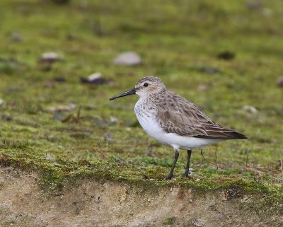 Bonte Strandloper - Dunlin