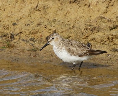 Bonte Strandloper - Dunlin