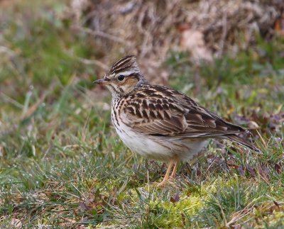 Boomleeuwerik - Wood Lark