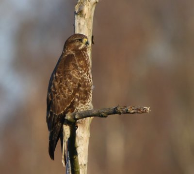 Buizerd - Common Buzzard