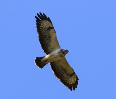 Buizerd - Common Buzzard
