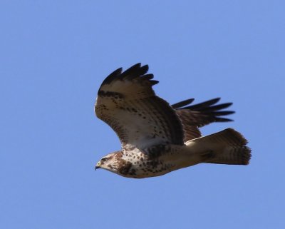 Buizerd - Common Buzzard