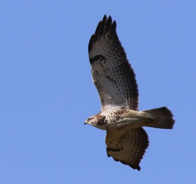 Buizerd - Common Buzzard