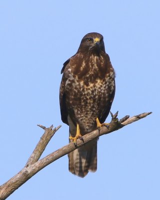 Buizerd - Common Buzzard