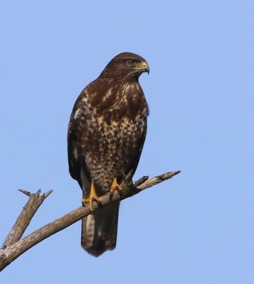 Buizerd - Common Buzzard