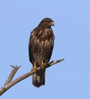 Buizerd - Common Buzzard