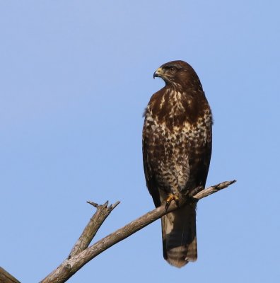 Buizerd - Common Buzzard