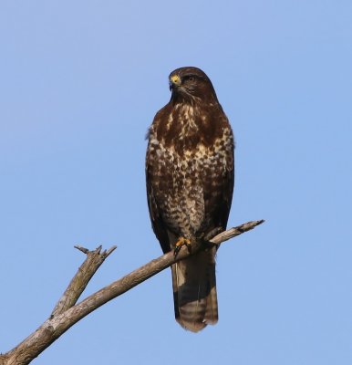 Buizerd - Common Buzzard