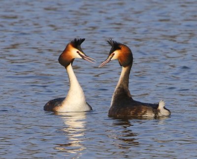 Futen - Great Crested Grebes