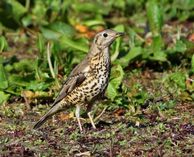 Grote Lijster - Mistle Thrush