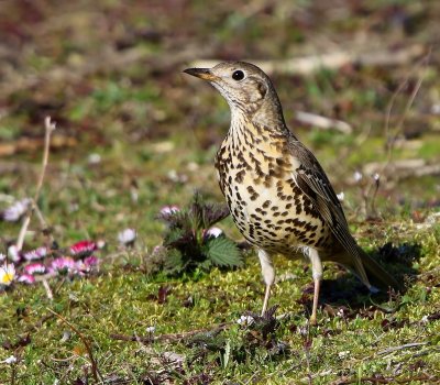 Grote Lijster - Mistle Thrush