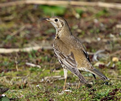 Grote Lijster - Mistle Thrush